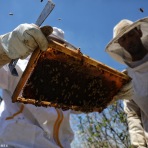 Honey Harvesting