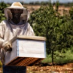 Honey Harvesting